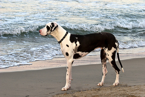 Picture of a Great Dane